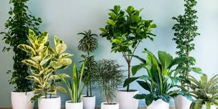 Photo of The Collection Of Indoor Plants For Offices That Can Enhance Your Working Environment