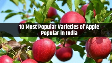 Photo of 10 Most Popular Varieties of Apple Popular in India