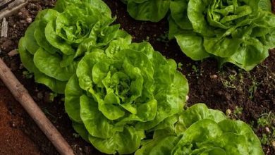 Photo of Process of Lettuce Cultivation in India – Tips For Growing Lettuce