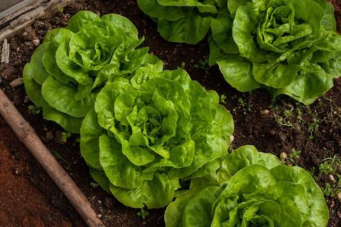 Process of Lettuce Cultivation in India - Tips For Growing Lettuce