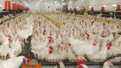 Photo of Profitable Poultry Farming Business In India With Benefits