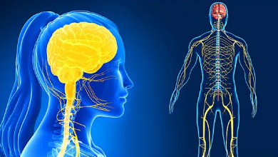 Photo of Taking a Closer Look at Your Nervous System with Ayurveda