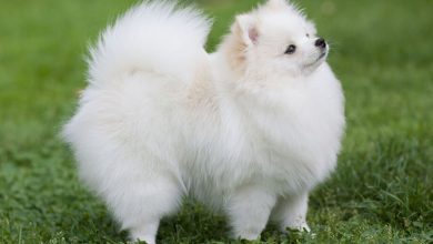 Photo of can dogs eat pecans