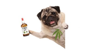 Photo of How CBD can Help your Dog, Cat or Pet