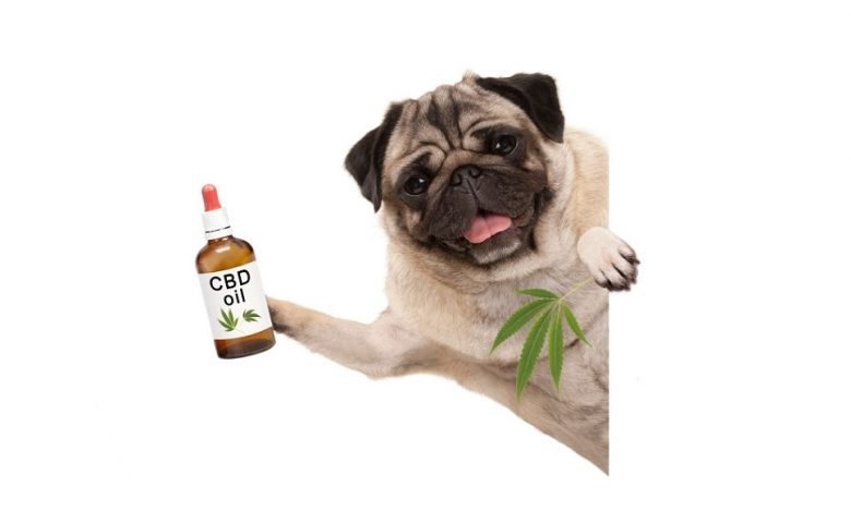 CBD can help your dog, cat or pet