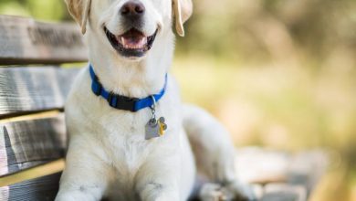 Photo of How to choose best dog collar for your dog