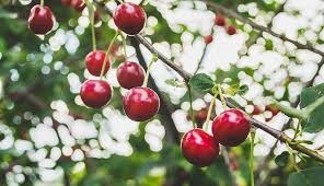 Photo of Cherry Farming – Guidance About Planting the Cherry