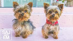 Photo of Full Grown Teacup Yorkie