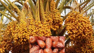 Photo of Dates Cultivation in India with Essential Information