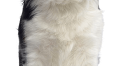 Photo of what is Pet Grooming ?