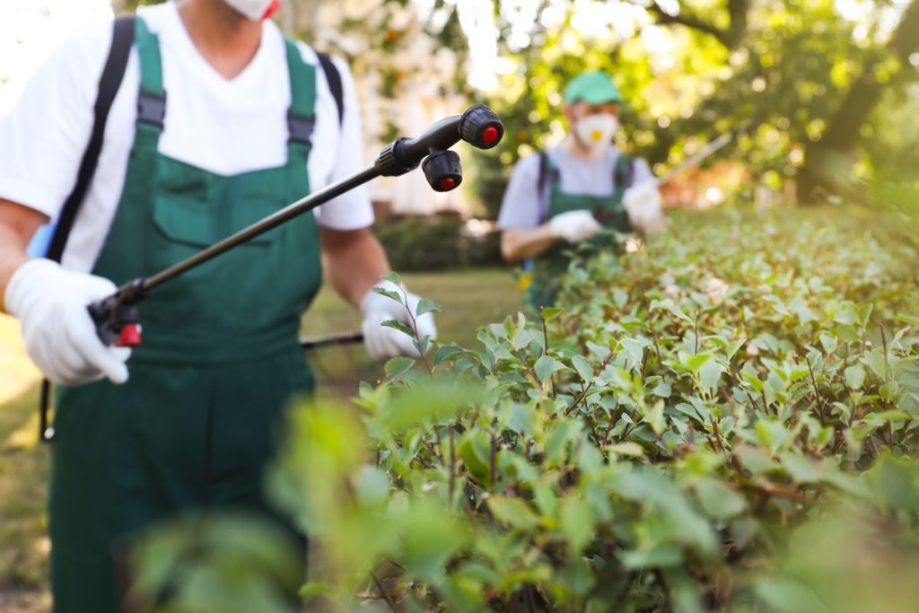 6. Maintain your garden from pests