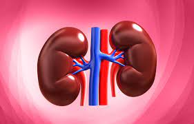Photo of Health Issues Related Kidney
