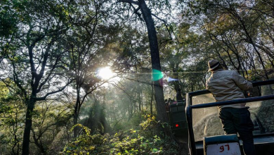 Photo of Visit A Ranthambore National Park, Rajasthan