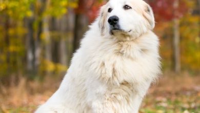 Photo of Are Great Pyrenees Aggressive? The Truth About These Dogs
