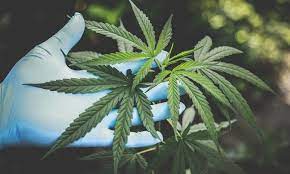 Photo of Can cannabis-themed gear help break down stereotypes?