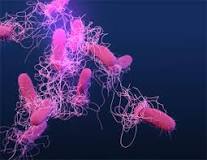 Photo of What exactly is Salmonella analysis and how does it spread?