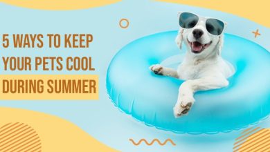 Photo of 5 Ways to Keep Your Pets Cool During Summer