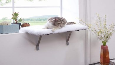 Photo of How to Make a DIY Cat Window Perch Without Any Screws