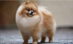 common health problems of pomeranians