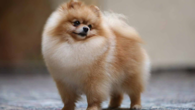 Photo of Common health problems in pomeranians