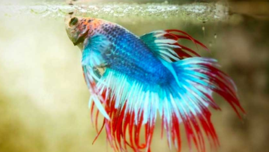 Photo of Betta fish lifespan: what is the average lifespan of a betta fish?