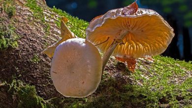 Photo of House Of Shrooms – An Online Canadian Wholesale Shrooms Store