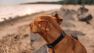 Photo of Leather dog-collars