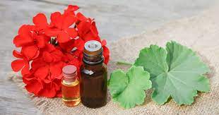 Photo of 7 Geranium Essential Oil Benefits for Skin