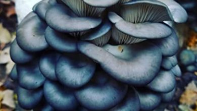 Photo of Can You Eat Blue Oyster Mushrooms Raw