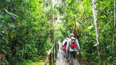Photo of Things to Do on Rainforest Trip