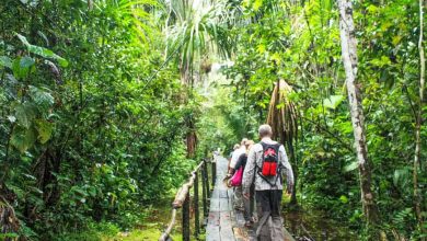 Photo of Things to Do on Rainforest Trip